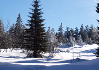 Winterurlaub im Schwarzwald verbringen