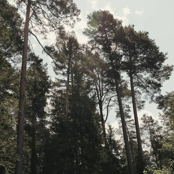 Nachhaltigkeit im Wellnesshotel Sonnenhalde Tonbach