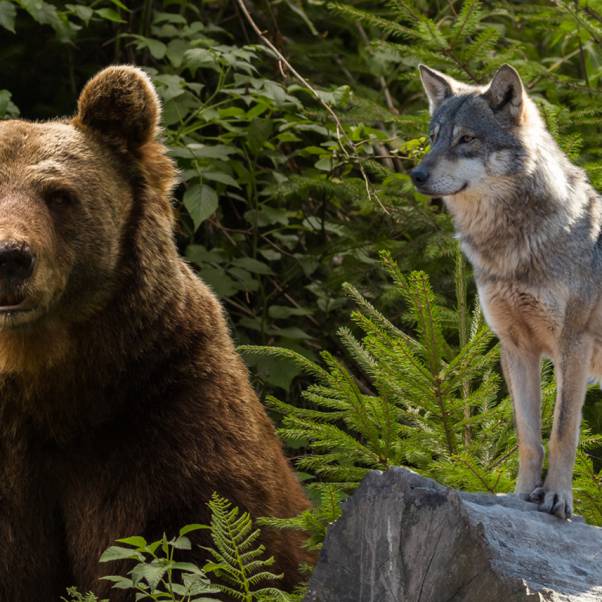 Bären-Wolfpark Rippoldsau-Schapbach