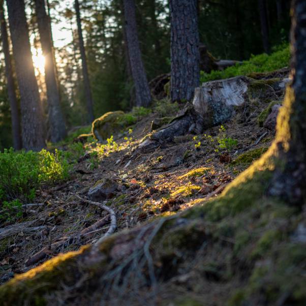 Wald Baiersbronn