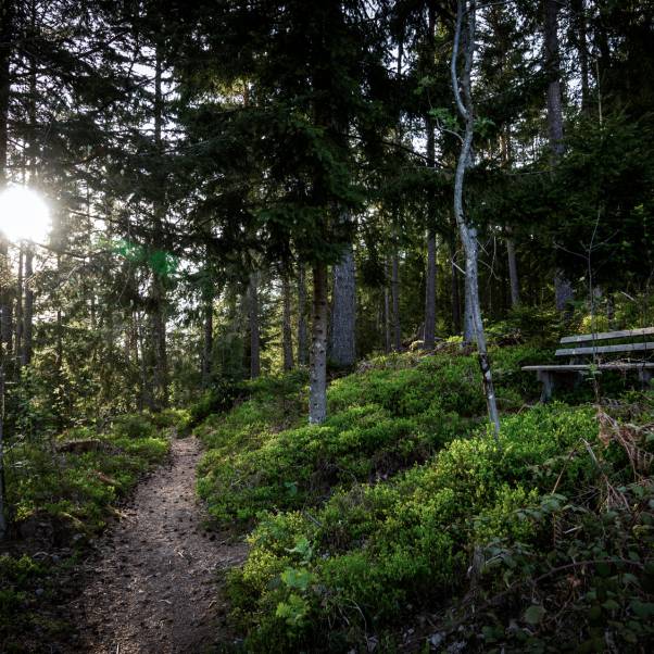 Waldweg Baiersbronn