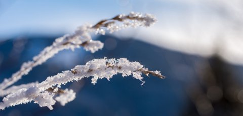 Reif an einem Baum im Winter